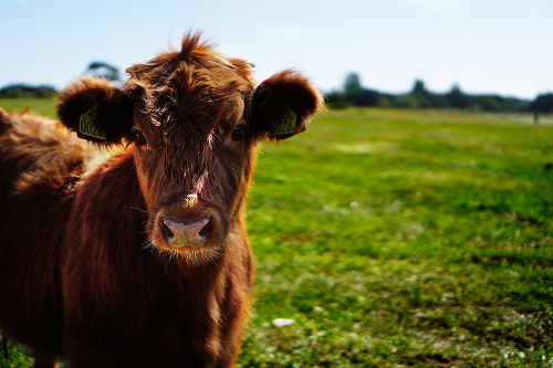 a brown cow standing on top of a lush green field